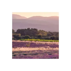 Vlies Fototapete Lavender Dream 450x280 cm ^ Komar Clearance