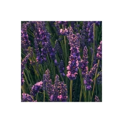 Vlies Fototapete Lavender Dream 450x280 cm ^ Komar Clearance