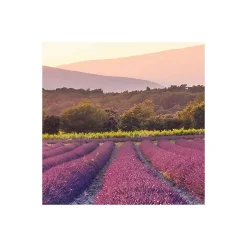 Vlies Fototapete Lavender Dream 450x280 cm ^ Komar Clearance