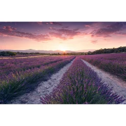 Vlies Fototapete Lavender Dream 450x280 cm ^ Komar Clearance