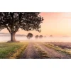 Vlies Fototapete Misty Morning 400x250 cm ^ Komar Hot