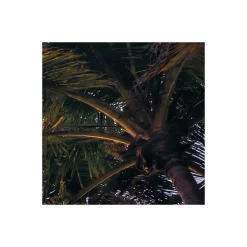 Vlies Fototapete Palmtrees on Beach 200x250 cm ^ Komar Sale