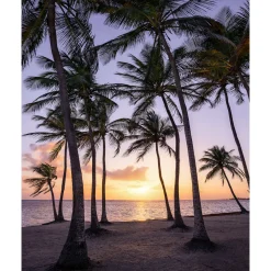 Vlies Fototapete Palmtrees on Beach 200x250 cm ^ Komar Sale