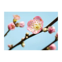 Vlies Fototapete Peach Blossom 350x250 cm ^ Komar Sale
