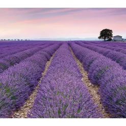 Vlies Fototapete Provence 300x250 cm ^ Komar