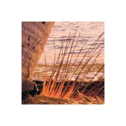 Vlies Fototapete Reaching the Sun 400x250 cm ^ Komar Sale