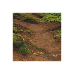 Vlies Fototapete The Path 200x250 cm ^ Komar Sale