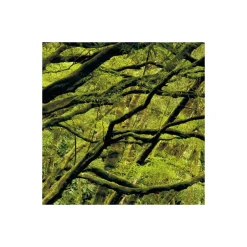 Vlies Fototapete The Path 200x250 cm ^ Komar Sale