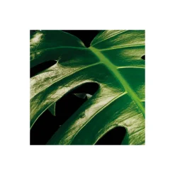 Vlies Fototapete Tropical Wall 400x250 cm ^ Komar