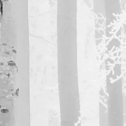 Vlies Fototapete Winter Wood 400x280 cm ^ Komar Sale