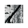 Vlies Fototapete Woods 400x270 cm ^ Komar Online