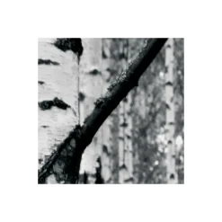 Vlies Fototapete Woods 400x270 cm ^ Komar Online