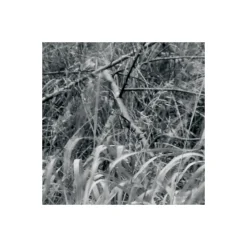 Vlies Fototapete Woods 400x270 cm ^ Komar Online