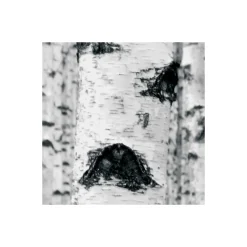 Vlies Fototapete Woods 400x270 cm ^ Komar Online
