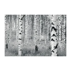 Vlies Fototapete Woods 400x270 cm ^ Komar Online
