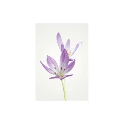 Wandbild Autumn Crocus 40x50 cm ^ Komar New