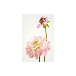 Wandbild Dahlia 50x70 cm ^ Komar Sale