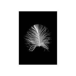 Wandbild Feather Black 50x70 cm ^ Komar Clearance