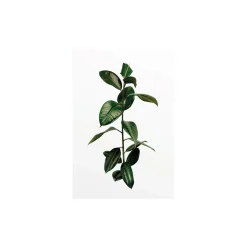 Wandbild Ficus Branch 50x70 cm ^ Komar Online