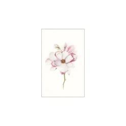 Wandbild Magnolia Blossom 50x70 cm ^ Komar