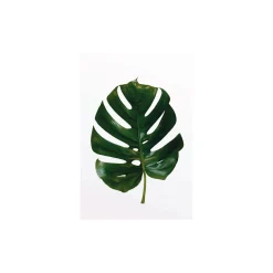 Wandbild Monstera Leaf 50x70 cm ^ Komar Hot