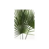 Wandbild Palmtree Leaves 40x50 cm ^ Komar Discount