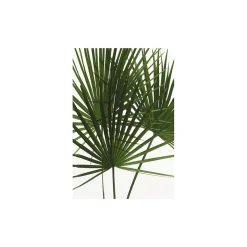 Wandbild Palmtree Leaves 40x50 cm ^ Komar Discount