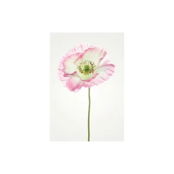Wandbild Poppy 40x50 cm ^ Komar Outlet