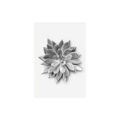 Wandbild Succulent Agave 40x50 cm ^ Komar Sale