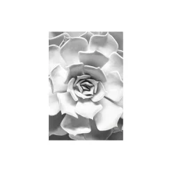 Wandbild Succulent Closeup 40x50 cm ^ Komar New