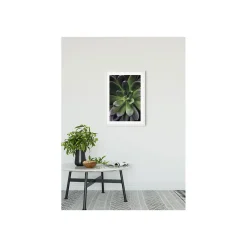 Wandbild Succulent Single 50x70 cm ^ Komar Discount