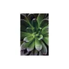 Wandbild Succulent Single 40x50 cm ^ Komar Online