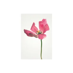 Wandbild Tulip 50x70 cm ^ Komar Online