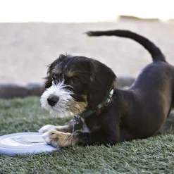 Kong HSZ Puppy Flyer Frisbee 18cmfarbl. sortiert Naturkatuschuk ^ Outlet