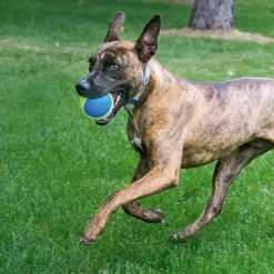 KONG Hundespielzeug Squeakair Ultra Balls Durchmesser 7 cm 3 Stück ^ Best