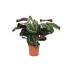 Korbmarante Topf- Durchmesser 14 cm ^ Hot