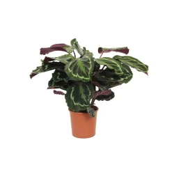 Korbmarante Topf- Durchmesser 14 cm ^ Hot