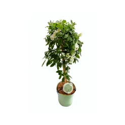 Mediterrane Stämme T19 4 Sorten ^ New