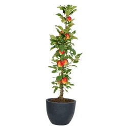 Pflanzgefäß Rillenoptik 31 x 40 cm anthrazit ^ Geli Sale