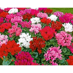 Alpenveilchen Topf Durchmesser 10,5 cm ^ Plantiflor Online