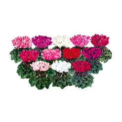 Alpenveilchen Topf Durchmesser 10,5 cm ^ Plantiflor Online
