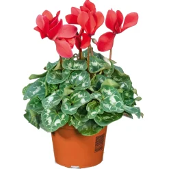 Alpenveilchen Topf Durchmesser 10,5 cm ^ Plantiflor Online