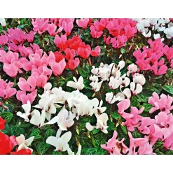 Alpenveilchen Topf Durchmesser 10,5 cm ^ Plantiflor Online