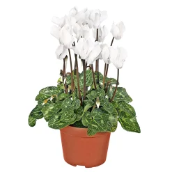 Alpenveilchen Topf Durchmesser 10,5 cm ^ Plantiflor Online