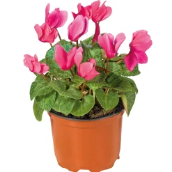 Alpenveilchen Topf Durchmesser 10,5 cm ^ Plantiflor Online