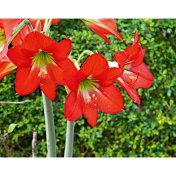 Amaryllis Topf Durchmesser 12 cm ^ Plantiflor Best