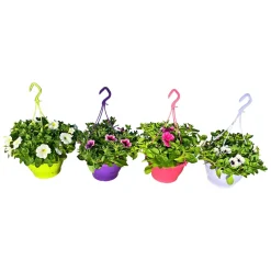 Ampelpflanze Petunie Topf- Durchmesser 21 cm ^ Plantiflor Clearance