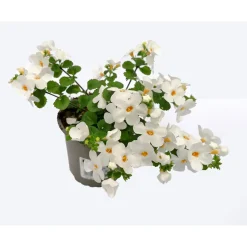 Bacopa T10,5 ^ Plantiflor Online