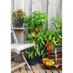 Balkongemüse Topf Durchmesser 11 cm ^ Plantiflor Clearance