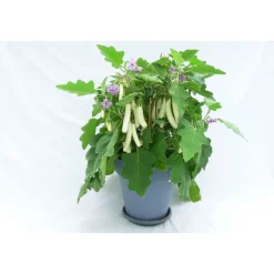 Balkongemüse Topf Durchmesser 11 cm ^ Plantiflor Clearance